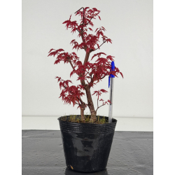 Acer palmatum deshojo I-7879