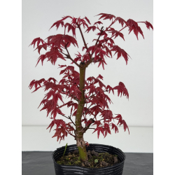 Acer palmatum deshojo I-7880 vista 2