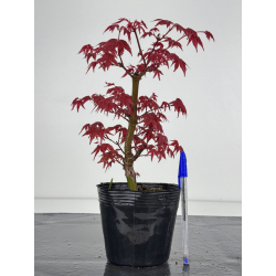 Acer palmatum deshojo I-7880