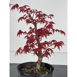 Acer palmatum deshojo I-7880 vista 3