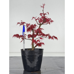 Acer palmatum deshojo I-7881