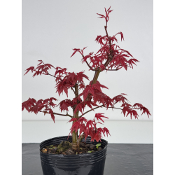 Acer palmatum deshojo I-7881 vista 2