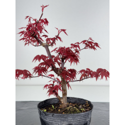 Acer palmatum deshojo I-7881 vista 3