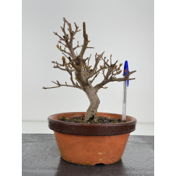 Punica granatum -granado- nejikan I-7882
