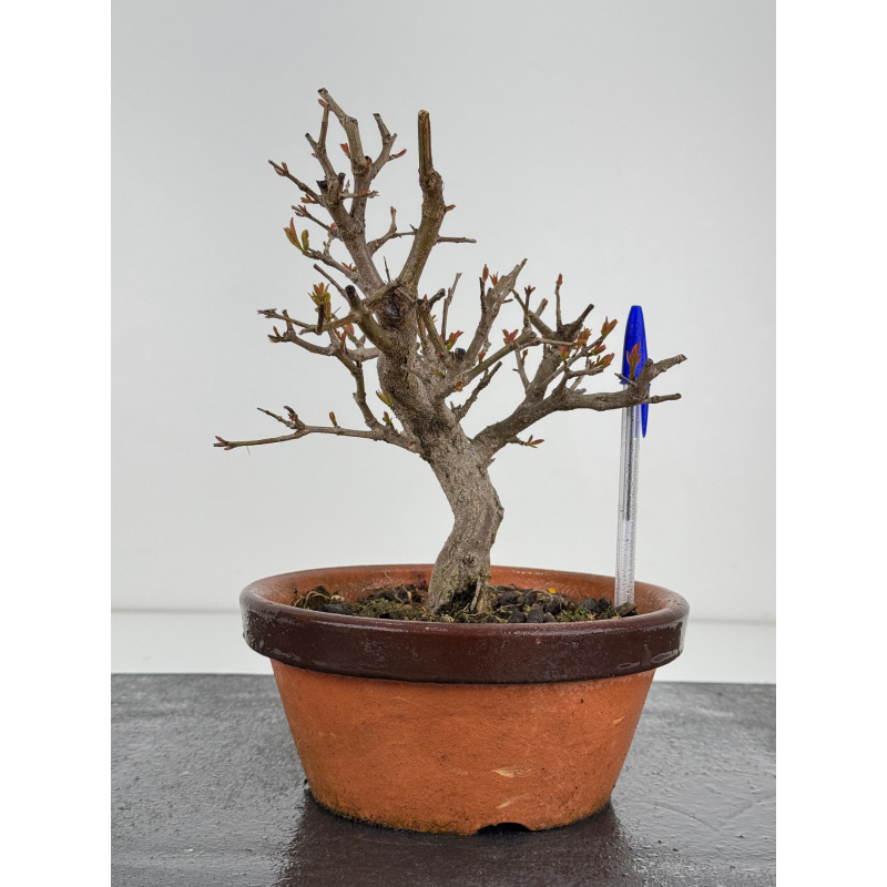 Punica granatum -granado- nejikan I-7882