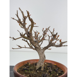 Punica granatum -granado- nejikan I-7882 vista 2