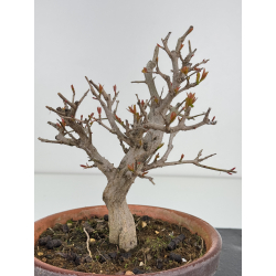 Punica granatum -granado- nejikan I-7882 vista 3