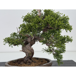 Juniperus chinensis itoigawa I-7883 view 2