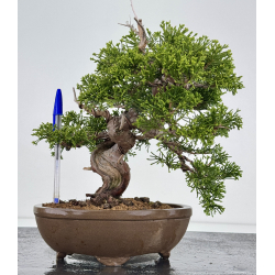 Juniperus chinensis itoigawa I-7883