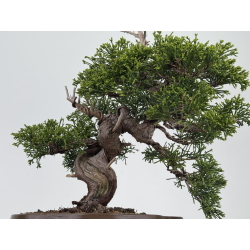 Juniperus chinensis itoigawa I-7883 view 3