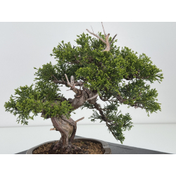 Juniperus chinensis itoigawa I-7883 view 4