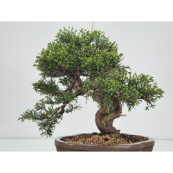Juniperus chinensis itoigawa I-7883 view 5