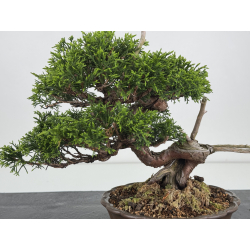 Juniperus chinensis itoigawa I-7884 vista 2