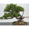 Juniperus chinensis itoigawa I-7884 vista 2