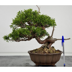 Juniperus chinensis itoigawa I-7884