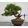 Juniperus chinensis itoigawa I-7884