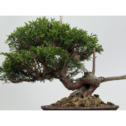 Juniperus chinensis itoigawa I-7884 vista 3