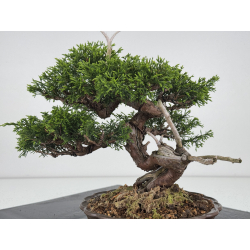 Juniperus chinensis itoigawa I-7884 vista 4