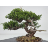 Juniperus chinensis itoigawa I-7884 vista 4