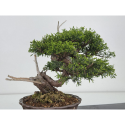 Juniperus chinensis itoigawa I-7884 vista 5