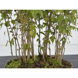 Acer buergerianum I-7885 vista 2
