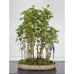 Acer buergerianum I-7885