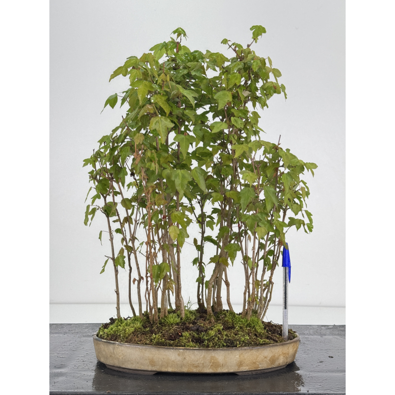 Acer buergerianum I-7885 Acer buergerianum I-7885