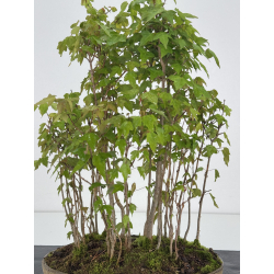 Acer buergerianum I-7885 vista 3