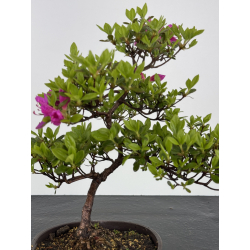Azalea I-7886 vista 2