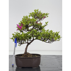 Azalea I-7886