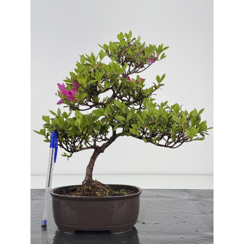 Azalea I-7886
