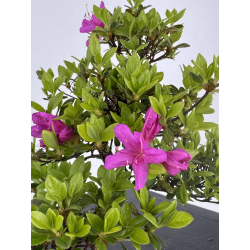 Azalea I-7886 vista 3