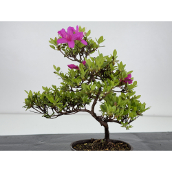 Azalea I-7886 vista 4