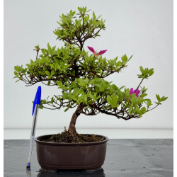 Azalea I-7887