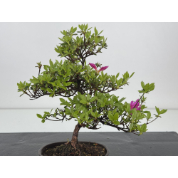 Azalea I-7887 vista 2
