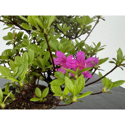 Azalea I-7887 vista 3