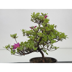 Azalea I-7887 vista 4
