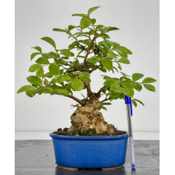 Lagerstroemia indica I-7888