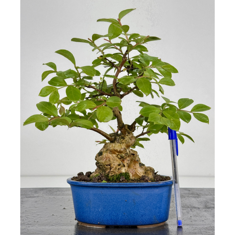 Lagerstroemia indica I-7888