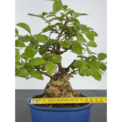 Lagerstroemia indica I-7888 vista 2