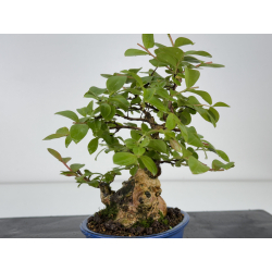 Lagerstroemia indica I-7888 vista 3