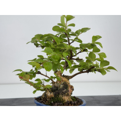 Lagerstroemia indica I-7888 vista 4