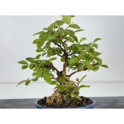 Lagerstroemia indica I-7888 vista 5