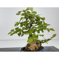 Lagerstroemia indica I-7888 vista 6