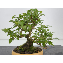 Premna japonica -acer nioi- I-7889 vista 2