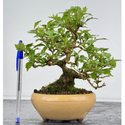 Premna japonica -acer nioi- I-7889
