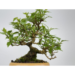 Premna japonica -acer nioi- I-7889 vista 3