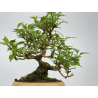 Premna japonica -acer nioi- I-7889 view 3