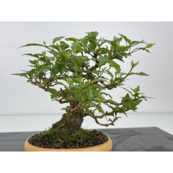 Premna japonica -acer nioi- I-7889 vista 4