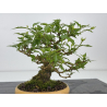 Premna japonica -acer nioi- I-7889 view 4